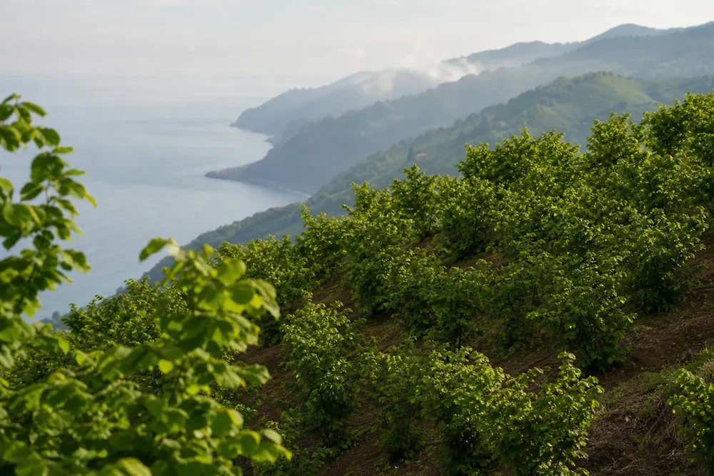 Green hazelnut orchards stretching across misty sloped hillsides on the Black Sea coast