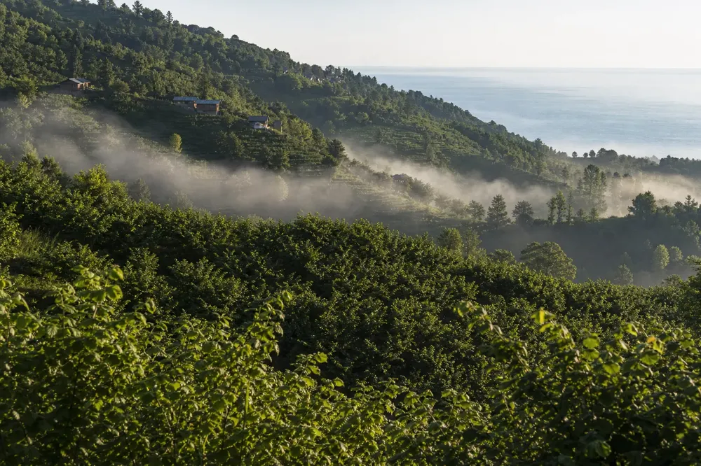 Green hazelnut orchards spread over misty steep slopes on the Black Sea coast in Giresun