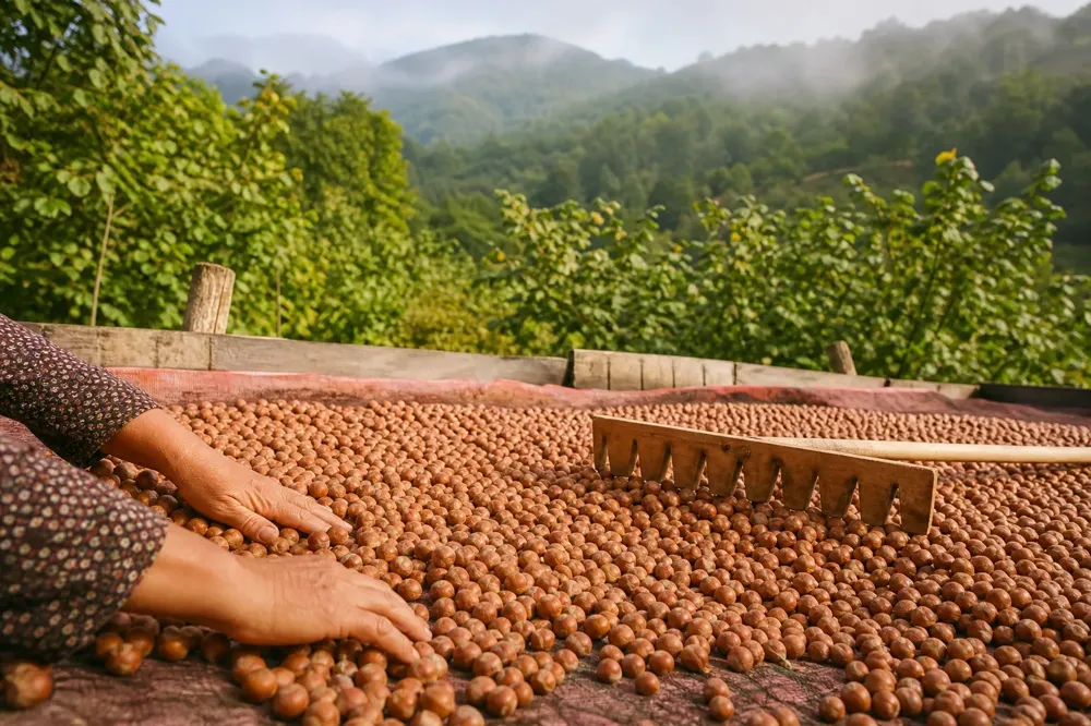 Hands turning in-shell hazelnuts drying in the sun in Giresun, green hazelnut orchards behind