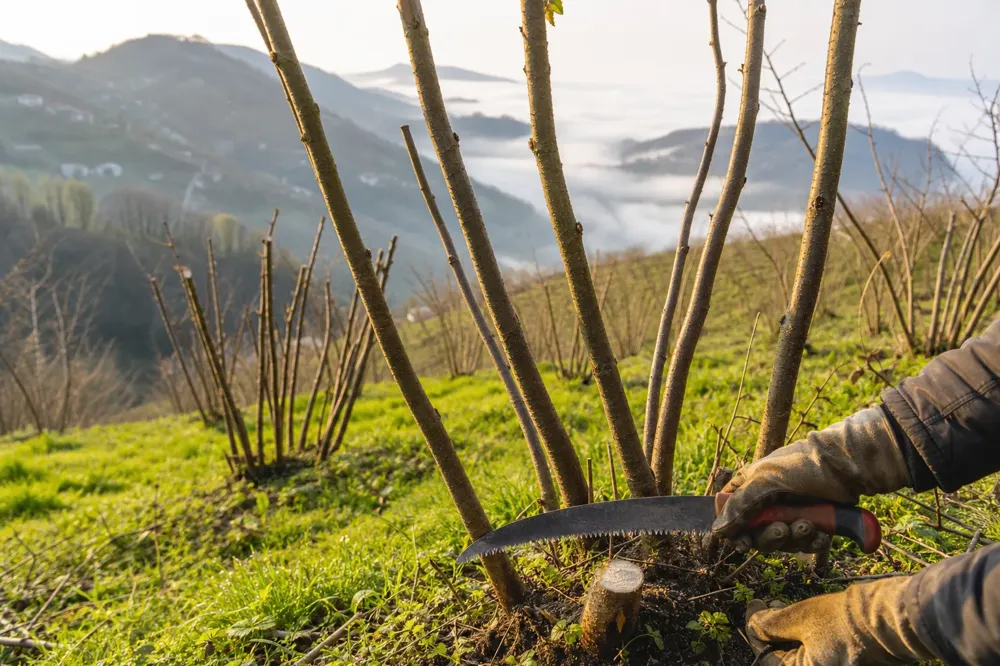 Huerto de avellanos podado en una ladera de Giresun, manos con una sierra de podar y una rama cortada limpiamente desde la base