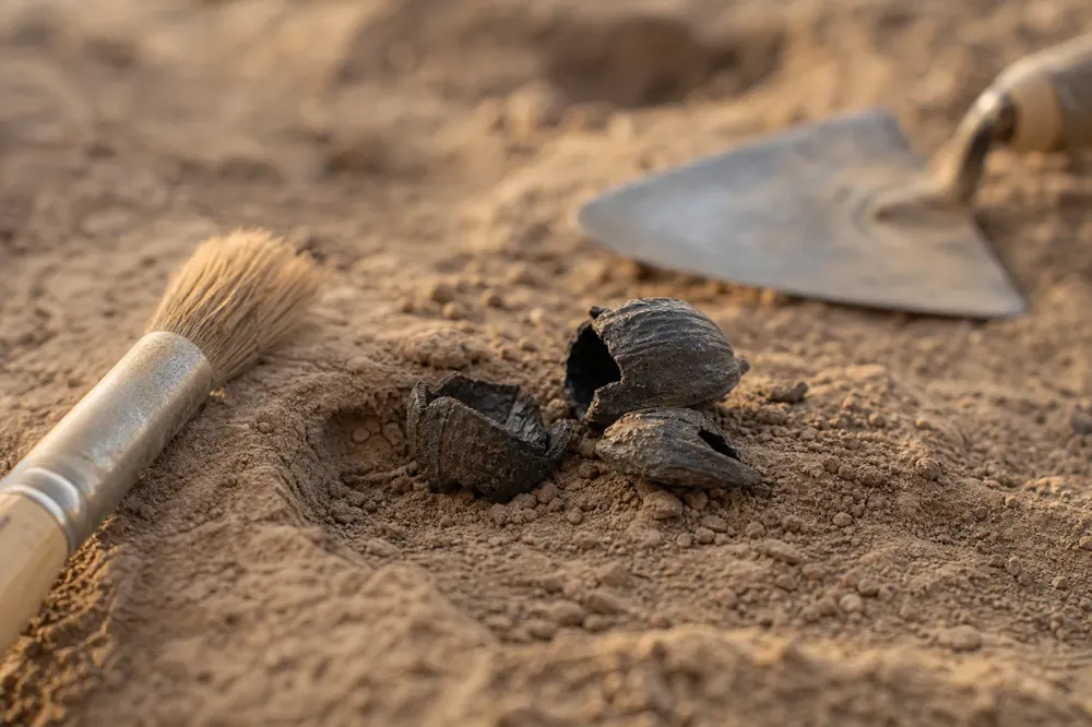 Fragmentos de cáscara de avellana antigua carbonizada junto a un pequeño pincel y una paleta en la tierra de una excavación