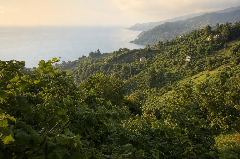 Frondosos avellanares en las laderas de Giresun frente al mar Negro