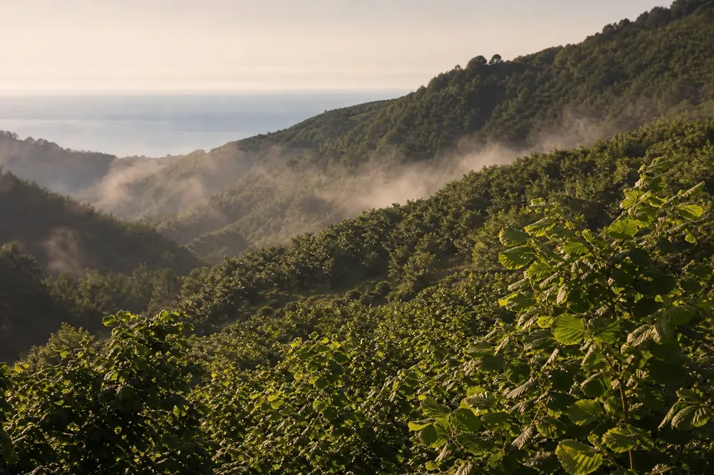 Green hazelnut orchards on steep Giresun slopes on a misty morning with the sea in the distance