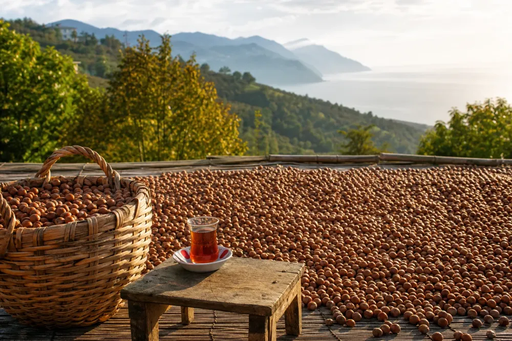 How to Tell New-Crop Hazelnuts: Signs to Look for When Buying