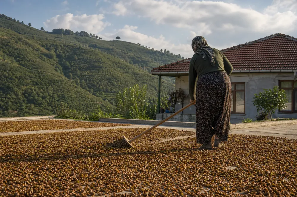 A person seen from behind turning thinly spread hazelnuts with a rake on a concrete drying yard, green hills behind