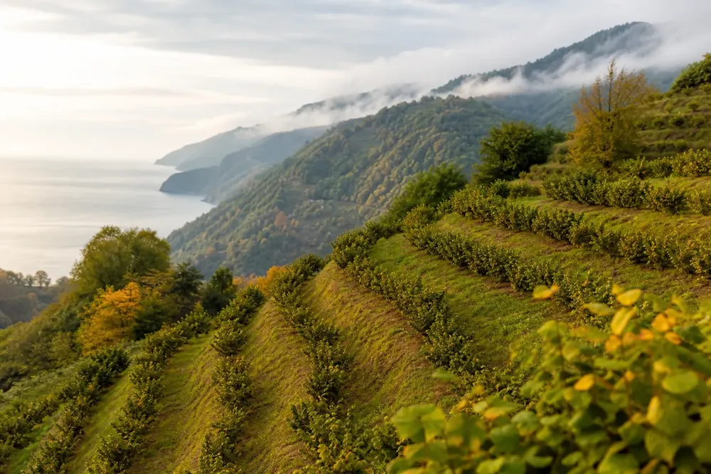 Giresun yakınlarında eğimli yamaçta teraslanmış fındık bahçeleri ve uzakta deniz