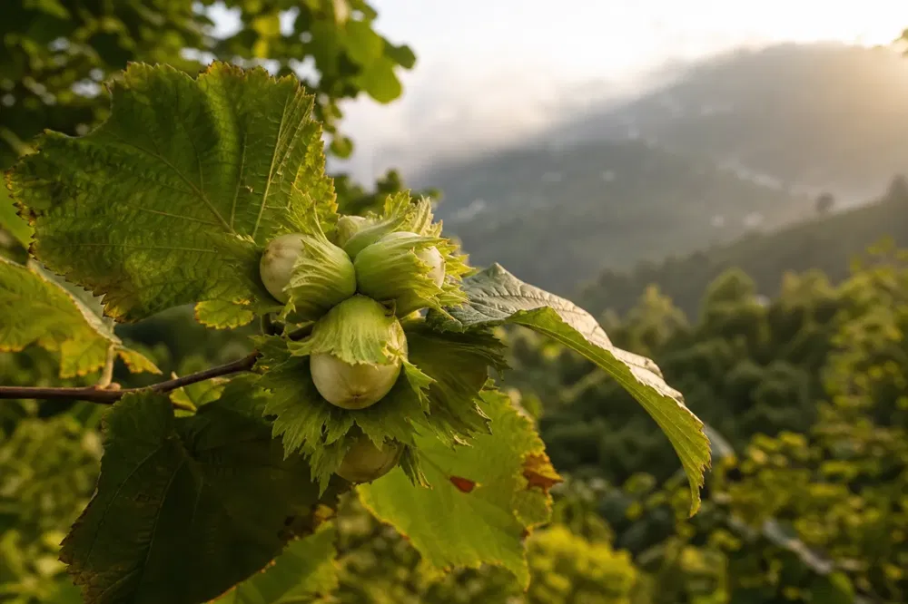 A cluster of hazelnuts in green husks at the tip of a branch, misty green hillside behind