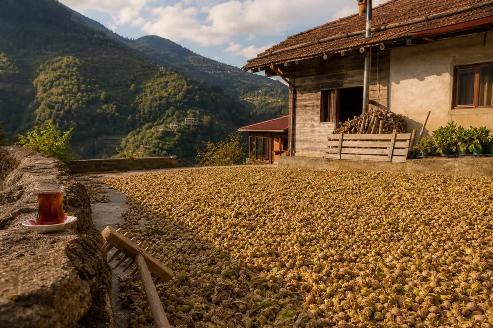 Hazelnuts spread to dry in the sun in front of a village house, with a rake and a tea glass nearby